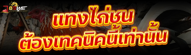 แทงไก่ชน ต้องเทคนิคนี้เท่านั้น